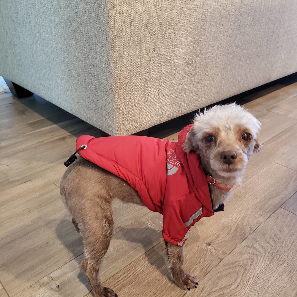 The Dog Face Pup Preme Hooded Jacket Dog Size Xsmall Insulated Red